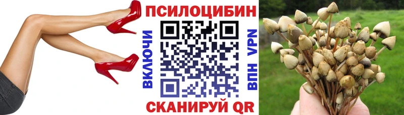 наркотики  Краснозаводск  блэк спрут ТОР  Псилоцибиновые грибы Psilocybe 